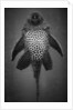 Bottom View of Catfish by Anonymous