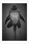 Bottom View of Catfish by Anonymous
