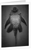 Bottom View of Catfish by Anonymous
