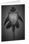 Bottom View of Catfish by Anonymous