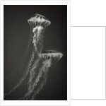 Two Jellyfish by Anonymous