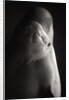 Beluga Whale by Anonymous