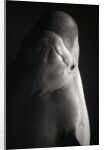 Beluga Whale by Anonymous