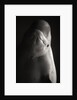Beluga Whale by Anonymous
