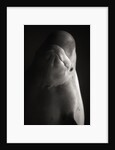 Beluga Whale by Anonymous
