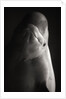 Beluga Whale by Anonymous