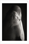 Beluga Whale by Anonymous
