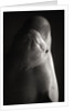 Beluga Whale by Anonymous