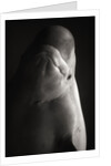 Beluga Whale by Anonymous