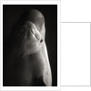 Beluga Whale by Anonymous