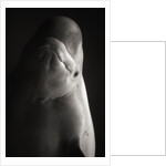 Beluga Whale by Anonymous