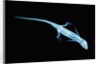 X-Ray of Lizard by Anonymous