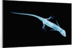X-Ray of Lizard by Anonymous