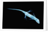 X-Ray of Lizard by Anonymous