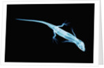 X-Ray of Lizard by Anonymous