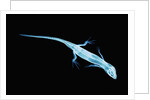 X-Ray of Lizard by Anonymous