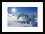 Snow on Trees at Lower Geyser Basin by Anonymous