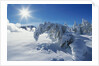 Snow on Trees at Lower Geyser Basin by Anonymous