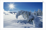 Snow on Trees at Lower Geyser Basin by Anonymous