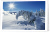 Snow on Trees at Lower Geyser Basin by Anonymous