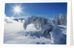 Snow on Trees at Lower Geyser Basin by Anonymous
