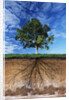 Tree and Root System by Anonymous