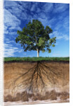 Tree and Root System by Anonymous
