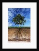 Tree and Root System by Anonymous