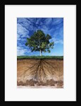 Tree and Root System by Anonymous