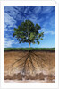 Tree and Root System by Anonymous