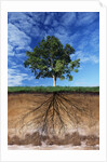 Tree and Root System by Anonymous