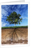 Tree and Root System by Anonymous