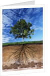 Tree and Root System by Anonymous