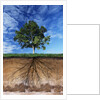 Tree and Root System by Anonymous