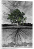 Tree, and Root System by Anonymous