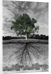 Tree, and Root System by Anonymous