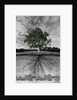 Tree, and Root System by Anonymous