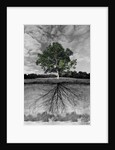 Tree, and Root System by Anonymous
