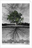 Tree, and Root System by Anonymous