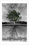 Tree, and Root System by Anonymous