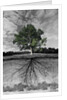 Tree, and Root System by Anonymous
