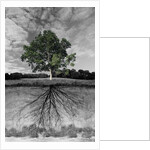 Tree, and Root System by Anonymous