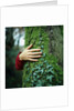 Tree Hugger by Anonymous