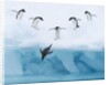 Penguins Jumping into Water by Anonymous