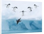 Penguins Jumping into Water by Anonymous