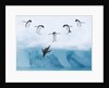 Penguins Jumping into Water by Anonymous