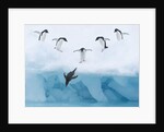 Penguins Jumping into Water by Anonymous
