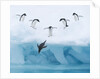 Penguins Jumping into Water by Anonymous