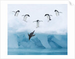 Penguins Jumping into Water by Anonymous