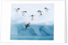 Penguins Jumping into Water by Anonymous
